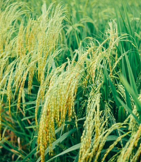 Cultivo arroz Microfertisa