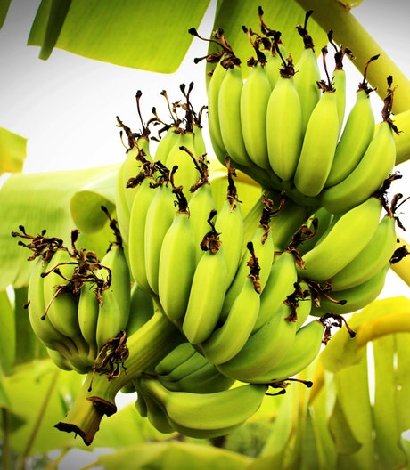 Cultivo banano Microfertisa